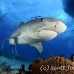 shark_tiger_ft_lbb_h_0355_bah0742.jpg